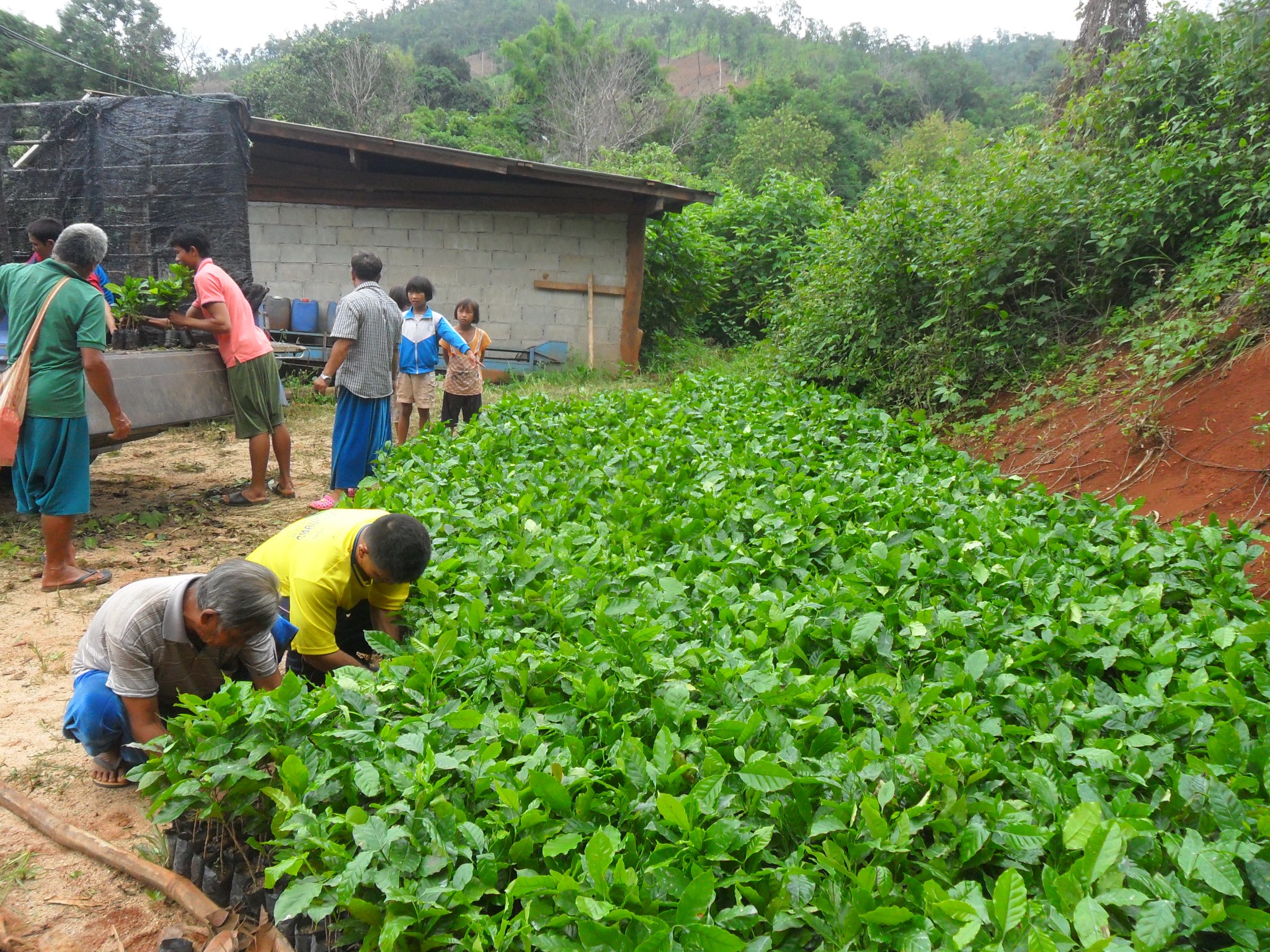 Young coffee plants growing in a hillside nursery